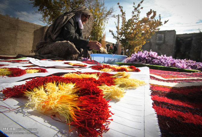 Saffron Farms