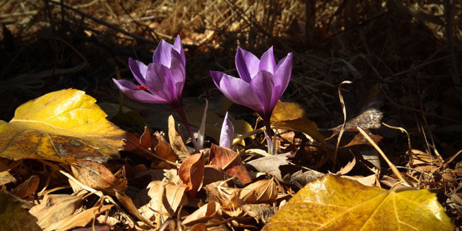 Saffron Farms