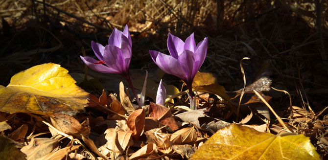 Saffron Farms