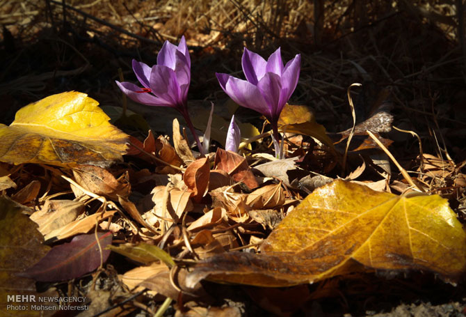 Saffron Farms