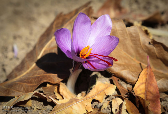 Saffron Farms