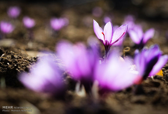 Saffron Farms