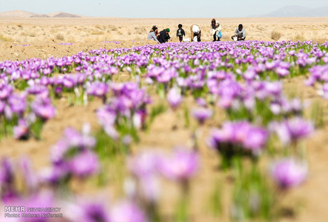 مزارع زعفران