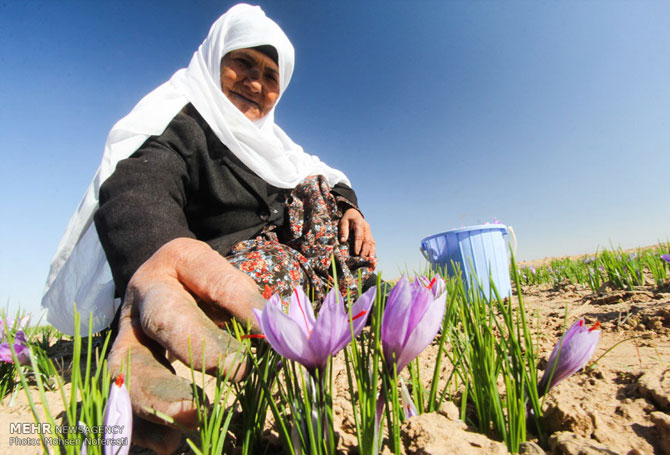 Saffron Farms