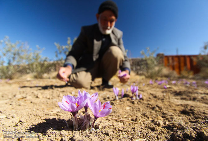 Saffron Farms