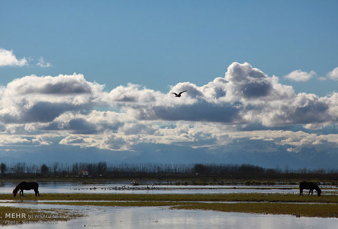 Migratory Birds in Anzali Lagoon