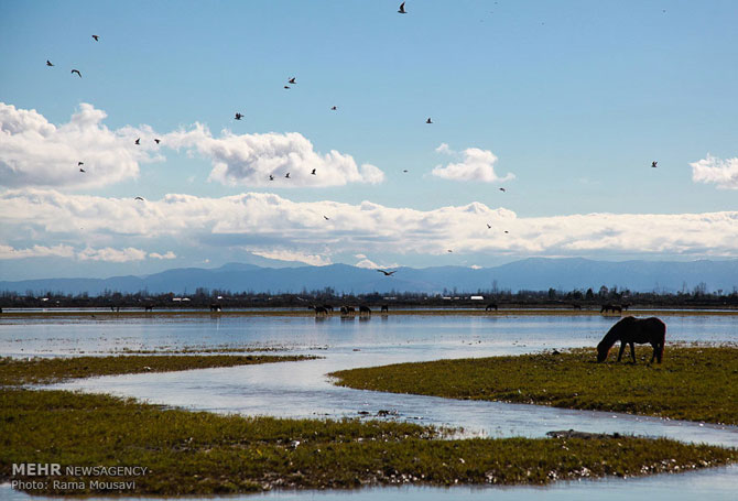 Migratory Birds in Anzali Lagoon