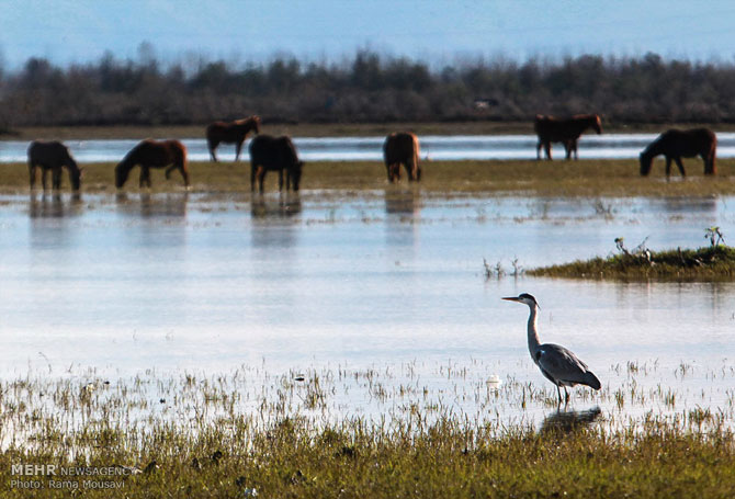 Migratory Birds in Anzali Lagoon