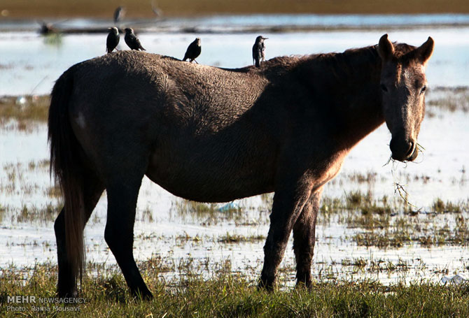 Migratory Birds in Anzali Lagoon