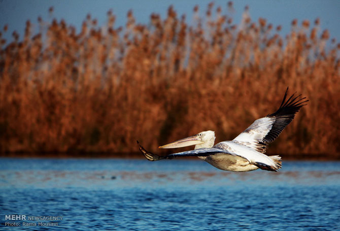 Migratory Birds in Anzali Lagoon