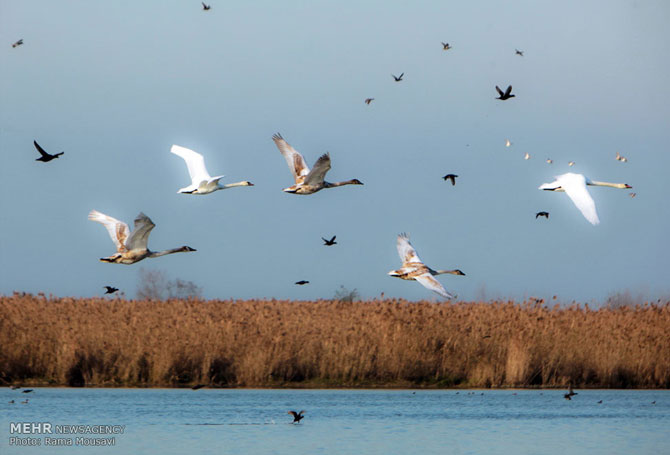 Migratory Birds in Anzali Lagoon