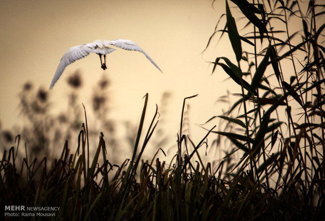 Migratory Birds in Anzali Lagoon