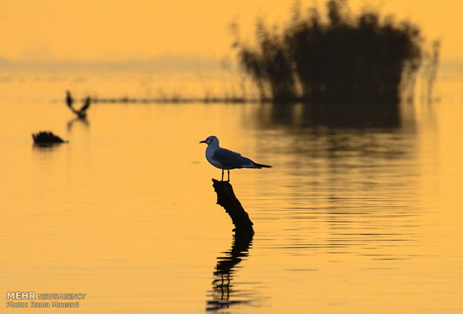 Migratory Birds in Anzali Lagoon