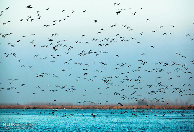 Migratory Birds in Anzali Lagoon