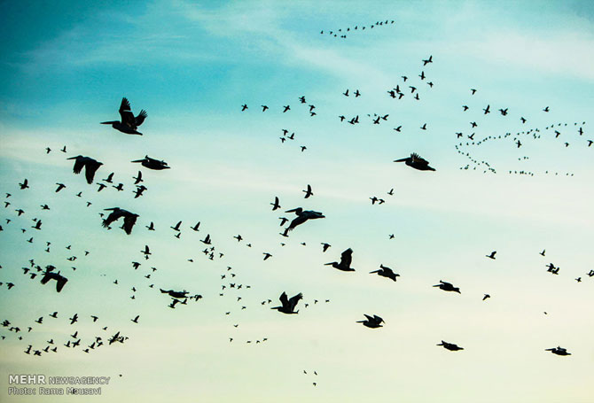 Migratory Birds in Anzali Lagoon