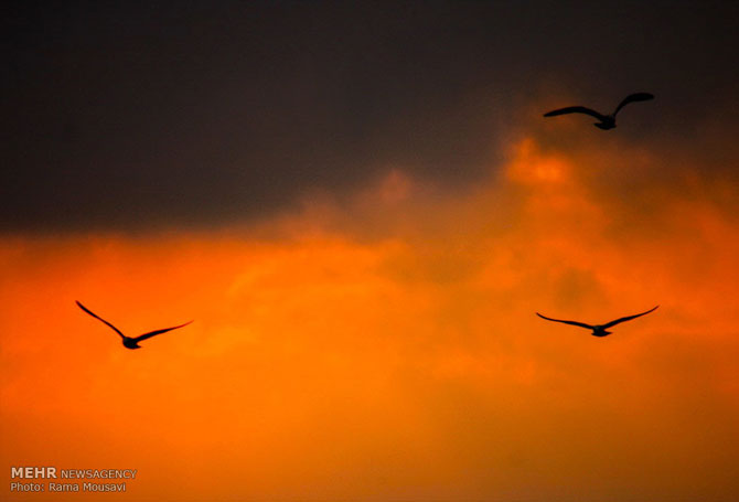 Migratory Birds in Anzali Lagoon