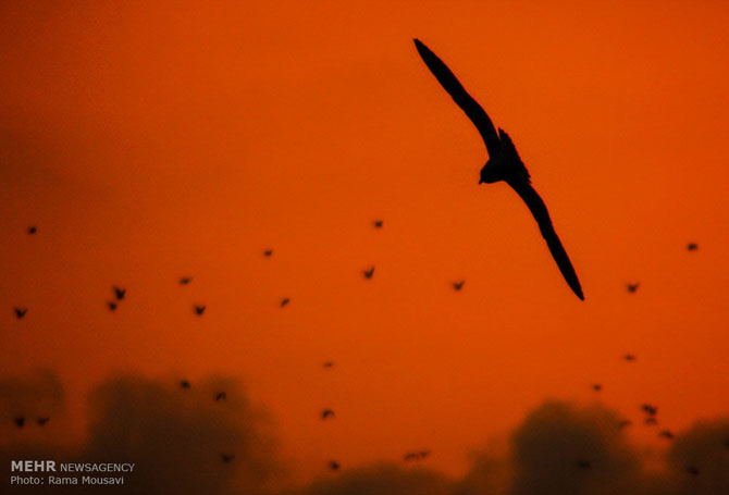 Migratory Birds in Anzali Lagoon