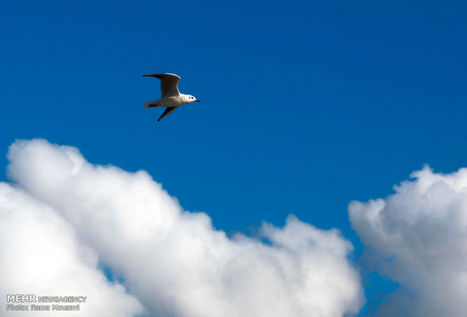 Migratory Birds in Anzali Lagoon