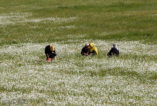 Chamomile Field