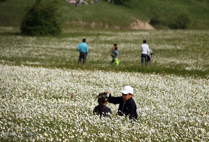 Chamomile Field