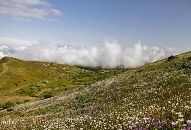 Chamomile Field