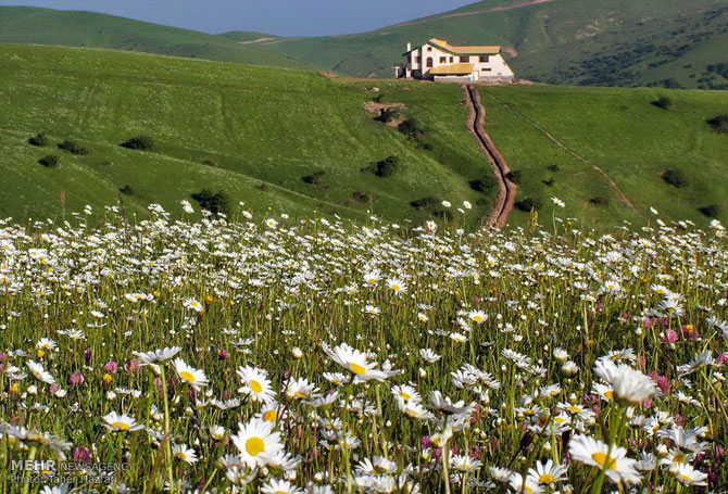 Chamomile Field