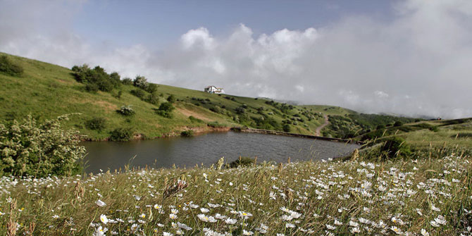 Chamomile Field