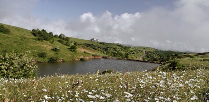 Chamomile Field