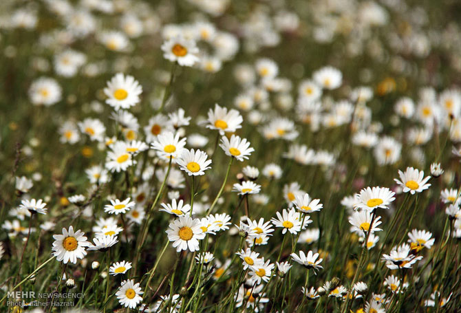 Chamomile Field