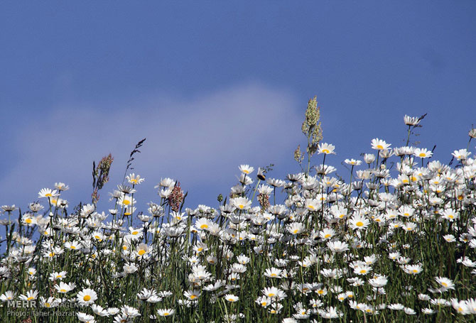 Chamomile Field