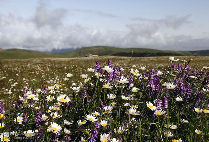 Chamomile Field