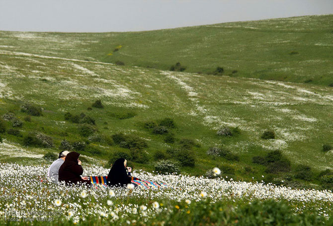 Chamomile Field