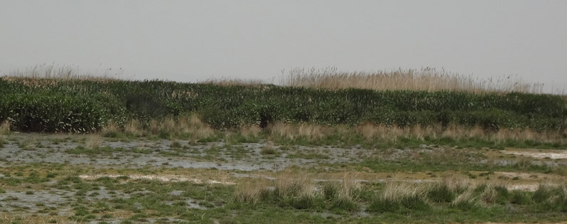 Mighan Wetland